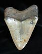 Beautiful Inch Megalodon Tooth #1668-2